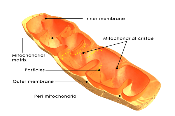 Pyrroloquinoline Quinone and Mitochondria